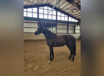 Mecklenburger Warmblut, Stute, 5 Jahre, 167 cm, Rappe