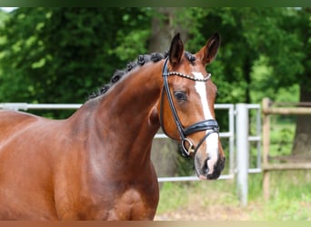 Mecklenburger Warmblut, Stute, 5 Jahre, 168 cm, Brauner