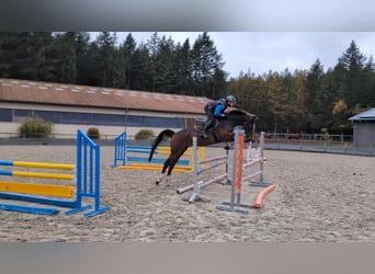 Mecklenburger Warmblut, Stute, 5 Jahre, 168 cm, Brauner