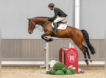 Mecklenburger Warmblut, Stute, 5 Jahre, 170 cm, Brauner
