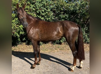 Mecklenburger Warmblut, Stute, 5 Jahre, 170 cm, Dunkelfuchs