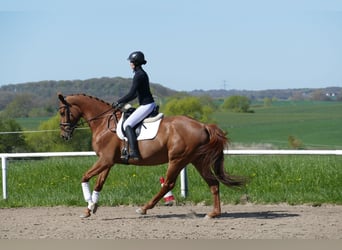 Mecklenburger Warmblut, Stute, 5 Jahre, 170 cm, Fuchs
