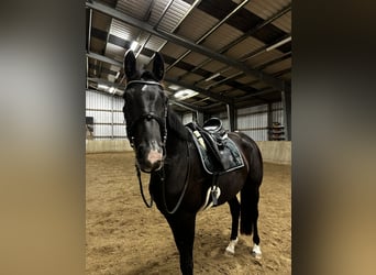 Mecklenburger Warmblut, Stute, 5 Jahre, 170 cm, Rappe