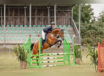 Mecklenburger Warmblut, Stute, 5 Jahre, 172 cm, Brauner