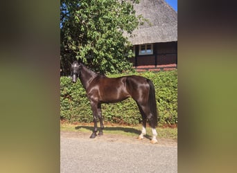 Mecklenburger Warmblut, Stute, 5 Jahre, 172 cm, Schwarzbrauner