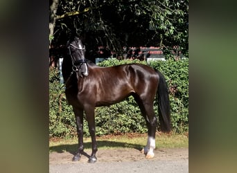 Mecklenburger Warmblut, Stute, 5 Jahre, 172 cm, Schwarzbrauner