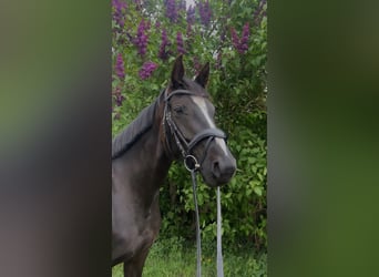Mecklenburger Warmblut, Stute, 6 Jahre, 160 cm, Rappe