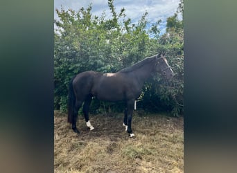 Mecklenburger Warmblut, Stute, 6 Jahre, 160 cm, Rappe