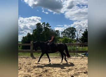 Mecklenburger Warmblut, Stute, 6 Jahre, 160 cm, Rappe