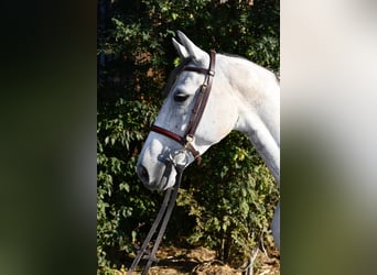 Mecklenburger Warmblut, Stute, 6 Jahre, 162 cm, Schimmel