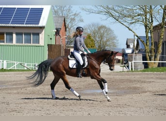 Mecklenburger Warmblut, Stute, 6 Jahre, 164 cm, Brauner