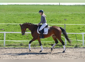 Mecklenburger Warmblut, Stute, 6 Jahre, 164 cm, Brauner