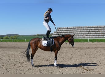Mecklenburger Warmblut, Stute, 6 Jahre, 164 cm, Brauner