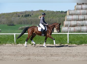 Mecklenburger Warmblut, Stute, 6 Jahre, 164 cm, Brauner