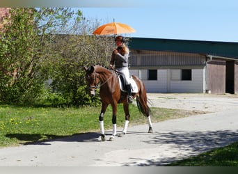 Mecklenburger Warmblut, Stute, 6 Jahre, 164 cm, Brauner