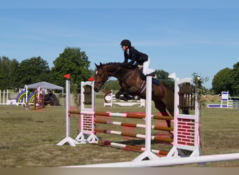 Mecklenburger Warmblut, Stute, 6 Jahre, 164 cm, Brauner
