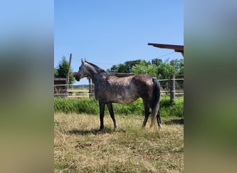 Mecklenburger Warmblut, Stute, 6 Jahre, 165 cm, Apfelschimmel