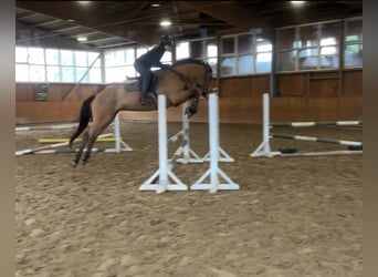 Mecklenburger Warmblut, Stute, 6 Jahre, 165 cm, Brauner