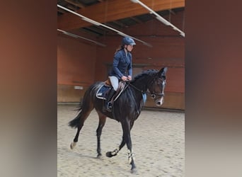 Mecklenburger Warmblut, Stute, 6 Jahre, 165 cm