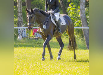 Mecklenburger Warmblut, Stute, 6 Jahre, 166 cm, Dunkelbrauner