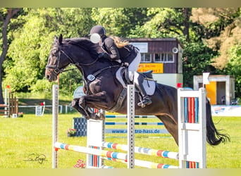 Mecklenburger Warmblut, Stute, 6 Jahre, 166 cm, Dunkelbrauner