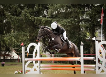 Mecklenburger Warmblut, Stute, 6 Jahre, 166 cm, Dunkelbrauner