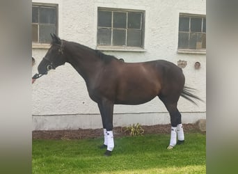Mecklenburger Warmblut, Stute, 6 Jahre, 166 cm, Rappe