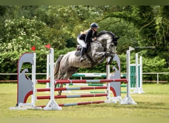Mecklenburger Warmblut, Stute, 6 Jahre, 166 cm, Schimmel