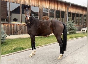 Mecklenburger Warmblut, Stute, 6 Jahre, 168 cm, Brauner