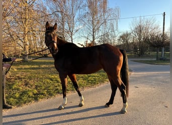 Mecklenburger Warmblut, Stute, 6 Jahre, 168 cm, Brauner