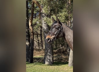 Mecklenburger Warmblut, Stute, 6 Jahre, 168 cm, Schwarzbrauner