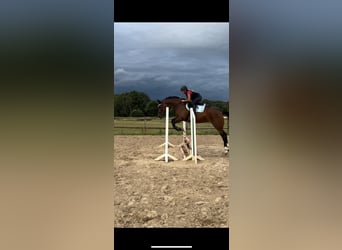 Mecklenburger Warmblut, Stute, 6 Jahre, 170 cm, Brauner