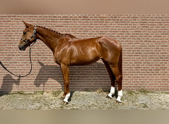Mecklenburger Warmblut, Stute, 6 Jahre, 170 cm, Fuchs