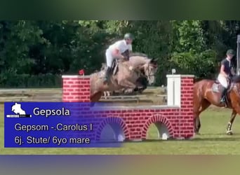 Mecklenburger Warmblut, Stute, 6 Jahre, 173 cm, Schimmel