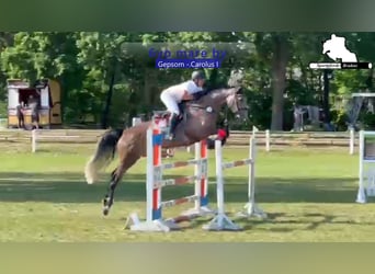 Mecklenburger Warmblut, Stute, 6 Jahre, 173 cm, Schimmel