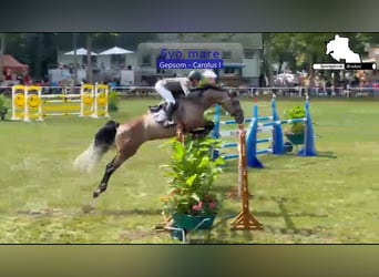 Mecklenburger Warmblut, Stute, 6 Jahre, 174 cm, Schimmel