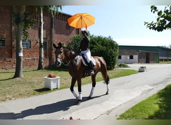 Mecklenburger Warmblut, Stute, 6 Jahre, 177 cm, Brauner
