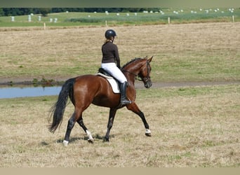 Mecklenburger Warmblut, Stute, 6 Jahre, 177 cm, Brauner