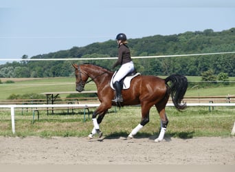 Mecklenburger Warmblut, Stute, 6 Jahre, 177 cm, Brauner