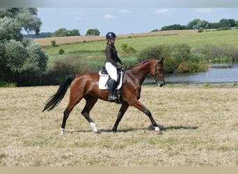 Mecklenburger Warmblut, Stute, 6 Jahre, 177 cm, Brauner