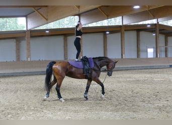 Mecklenburger Warmblut, Stute, 6 Jahre, 177 cm, Brauner