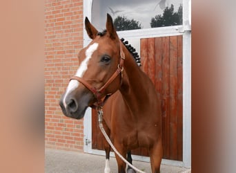 Mecklenburger Warmblut, Stute, 7 Jahre, 163 cm