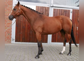 Mecklenburger Warmblut, Stute, 7 Jahre, 163 cm