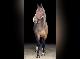 Mecklenburger Warmblut, Stute, 7 Jahre, 165 cm, Brauner