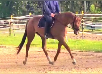 Mecklenburger Warmblut, Stute, 7 Jahre, 165 cm, Fuchs