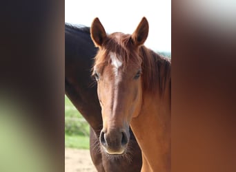 Mecklenburger Warmblut, Stute, 7 Jahre, 166 cm, Dunkelfuchs