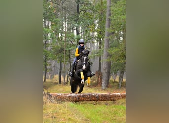 Mecklenburger Warmblut, Stute, 7 Jahre, 166 cm, Schwarzbrauner
