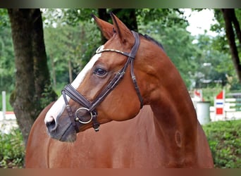 Mecklenburger Warmblut, Stute, 7 Jahre, 168 cm, Hellbrauner