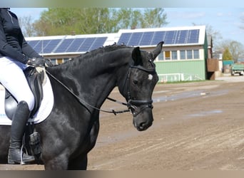 Mecklenburger Warmblut, Stute, 7 Jahre, 168 cm, Rappe