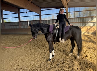 Mecklenburger Warmblut, Stute, 7 Jahre, 168 cm, Rappe